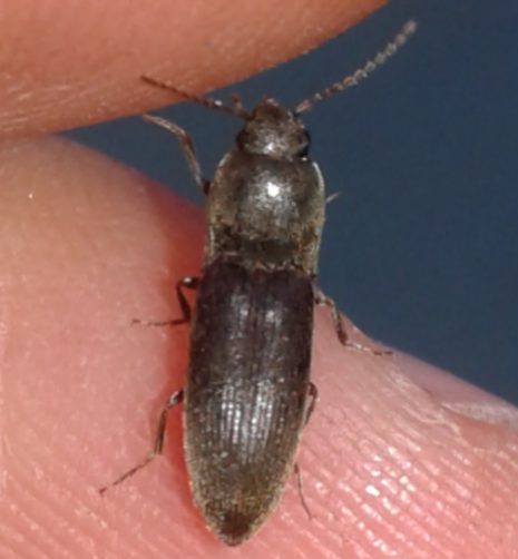 Elateridae 5